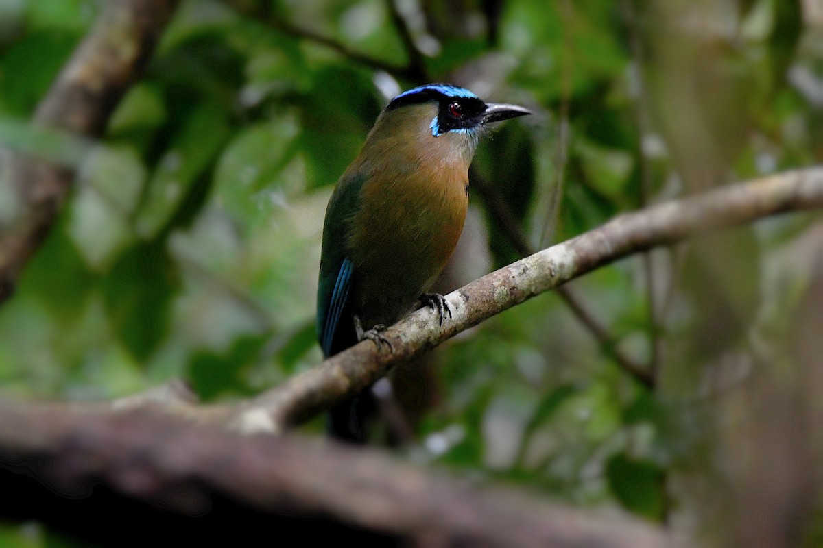 Lesson's Motmot - ML625856664