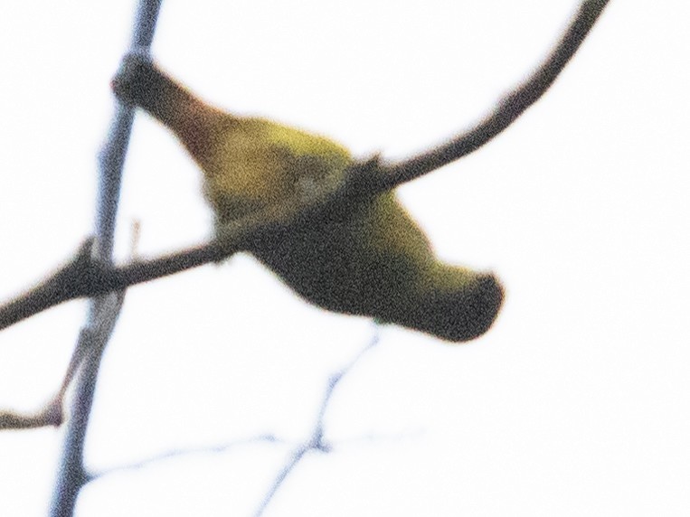 Fulvous-vented Euphonia - ML625856730