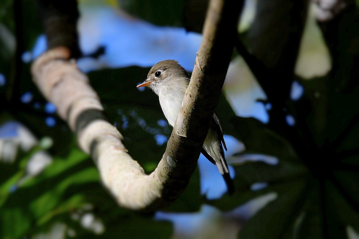 Least Flycatcher - ML625856943