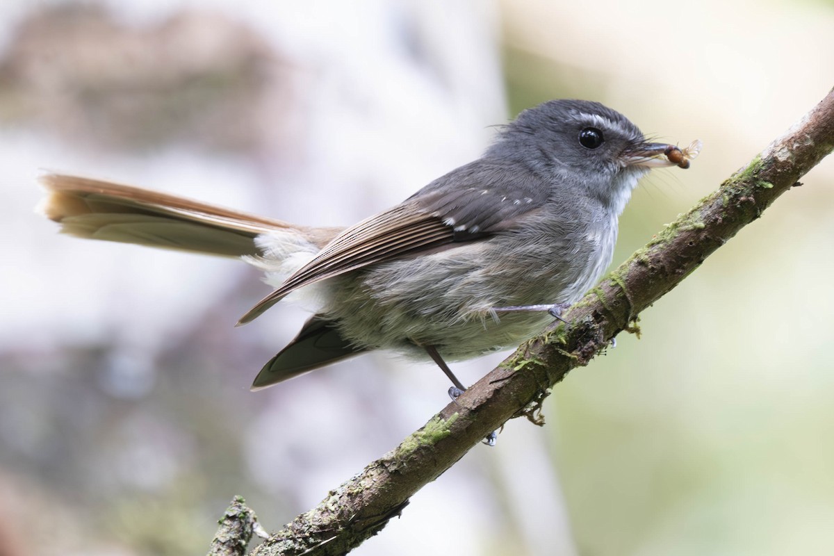 Bougainville Fantail - ML625857156