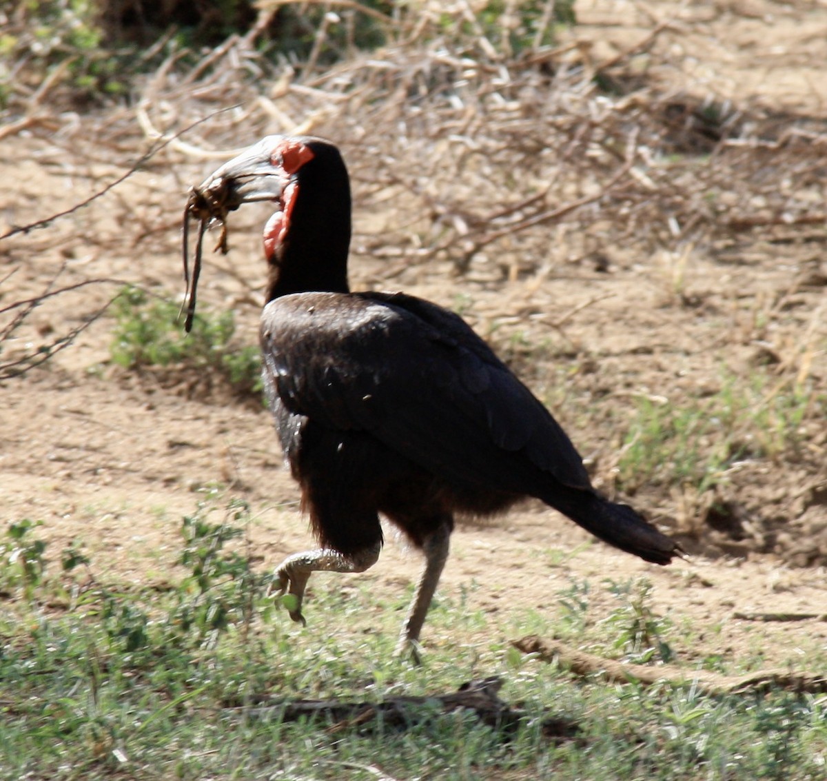 Southern Ground-Hornbill - ML625857270