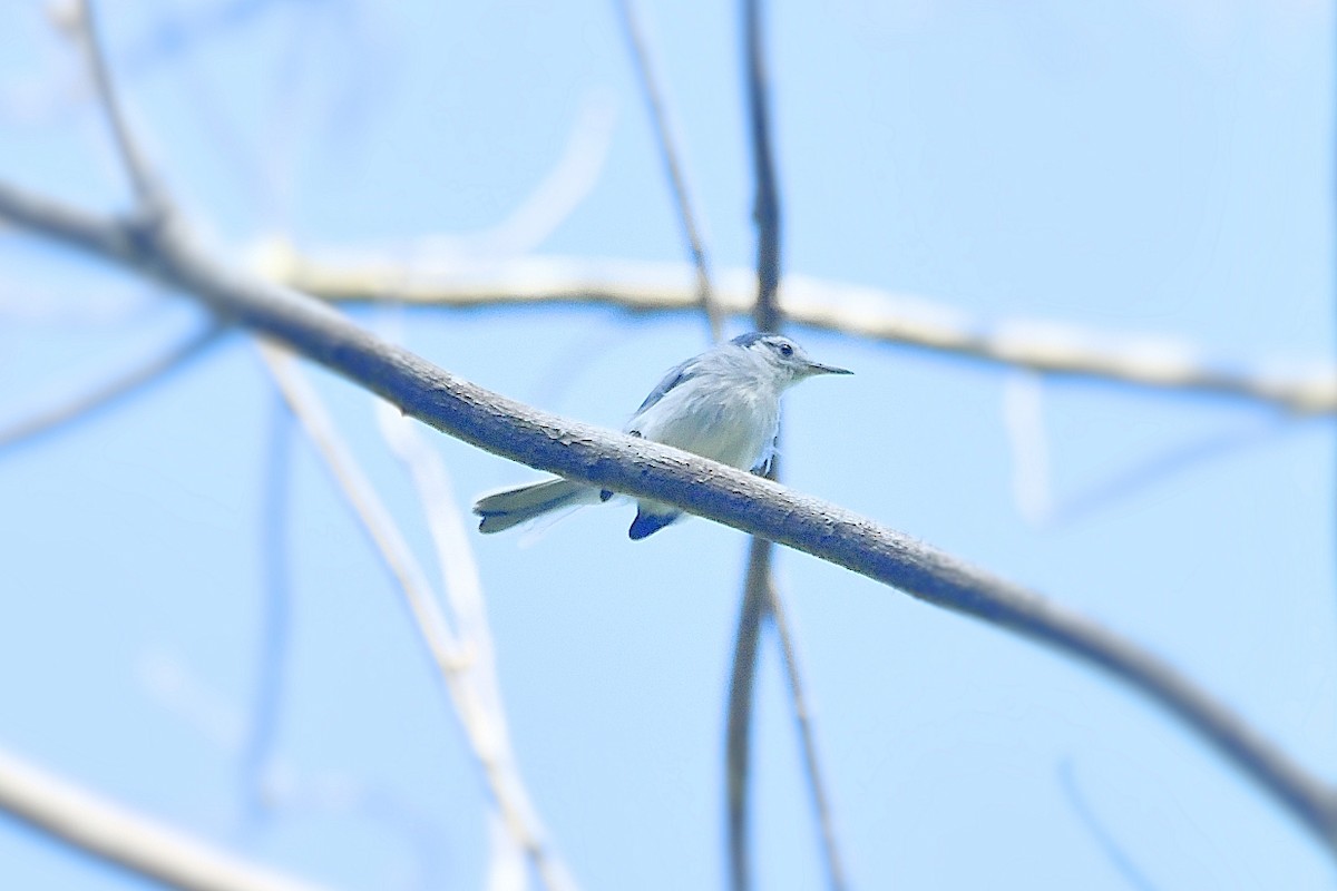 White-browed Gnatcatcher - ML625857291