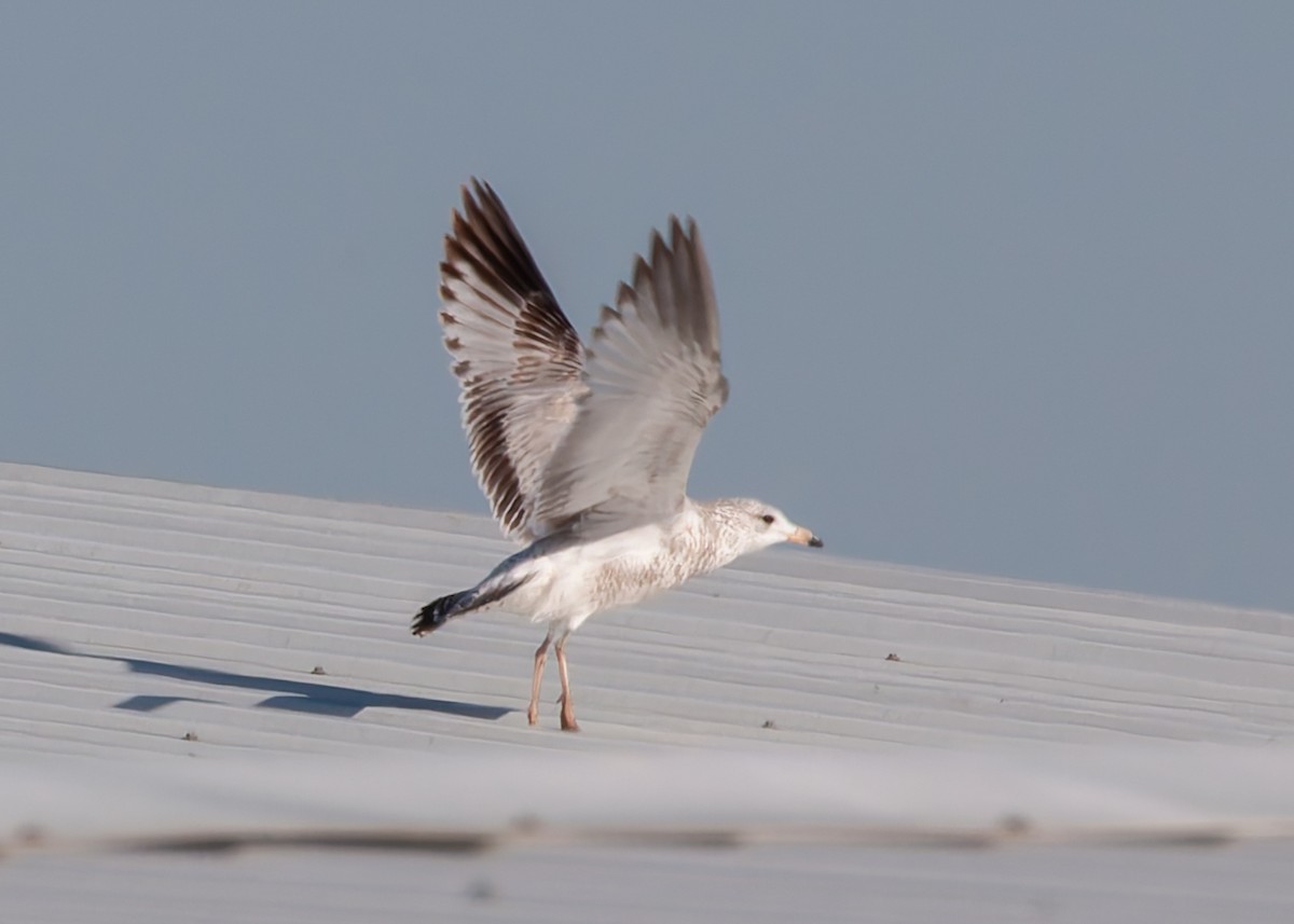 Ring-billed Gull - ML625857298