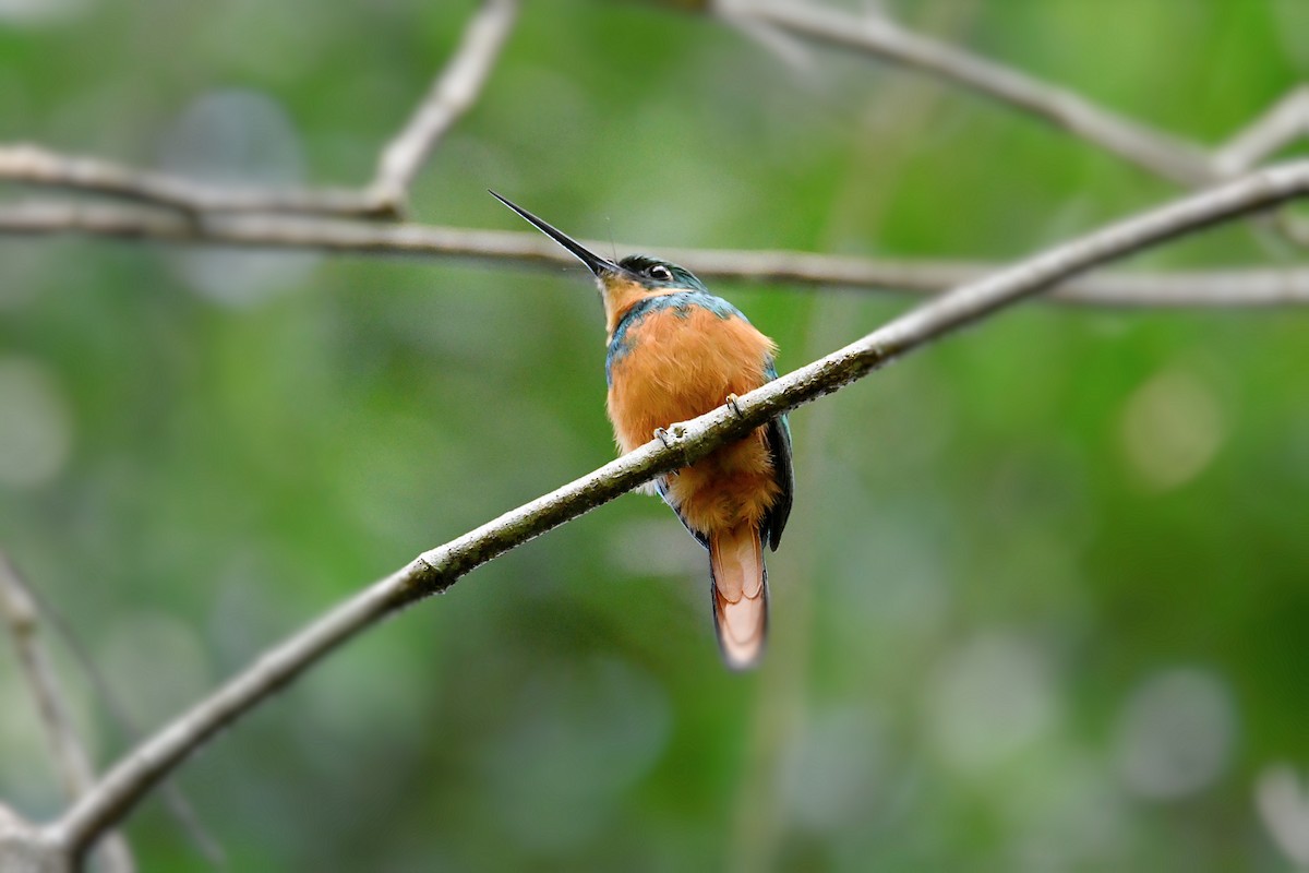 Rufous-tailed Jacamar - ML625857395