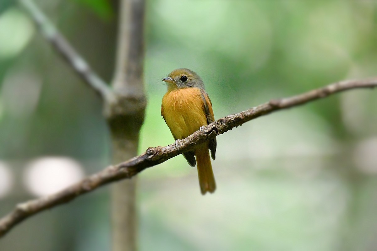 Ruddy-tailed Flycatcher - ML625857567