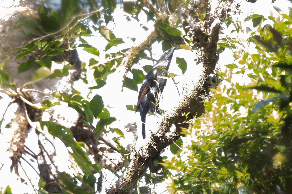 Brown-winged Starling - ML625857575