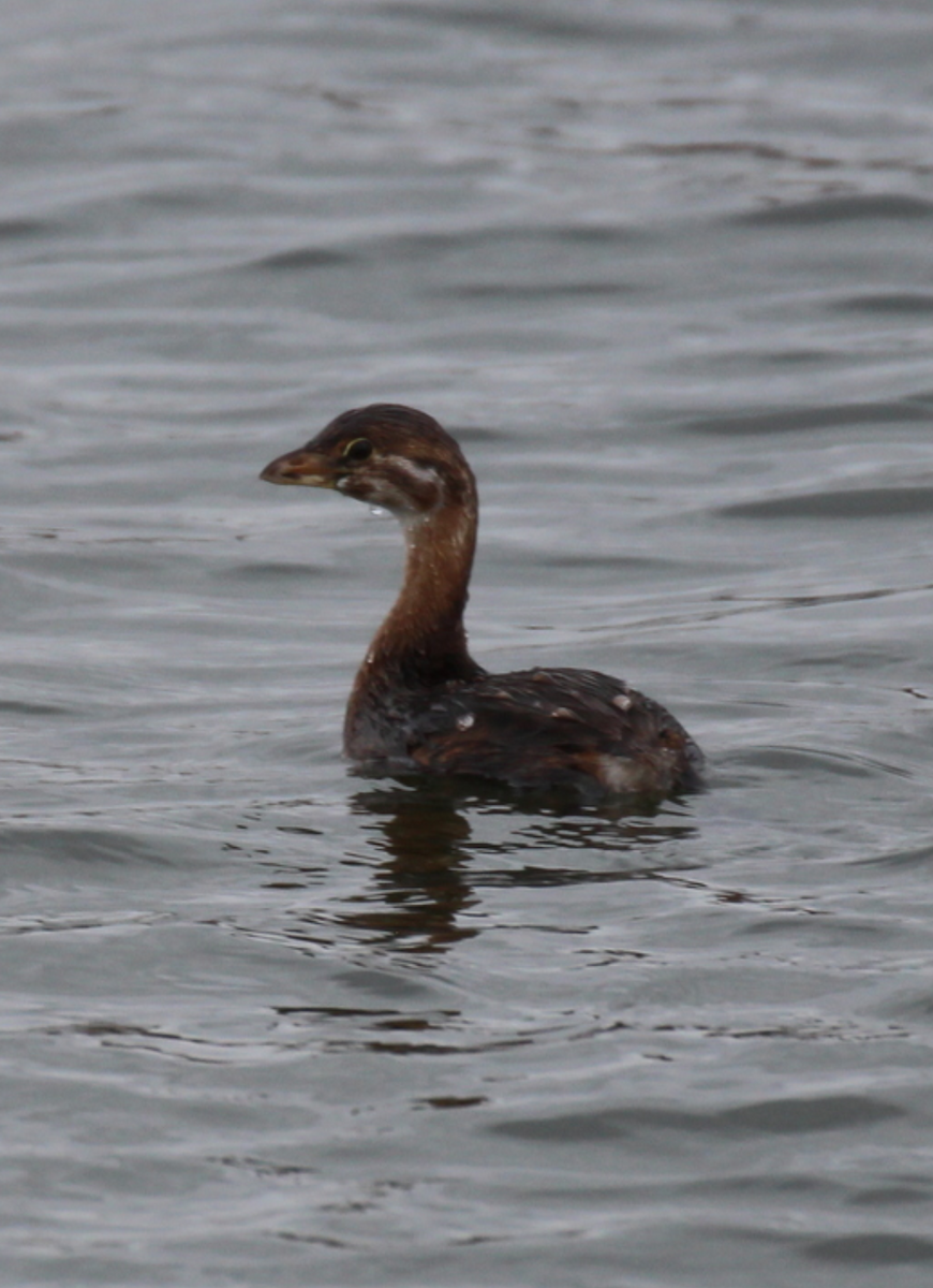 Pied-billed Grebe - ML625857584