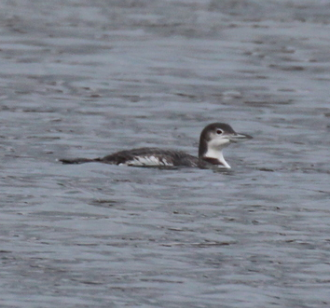 Common Loon - ML625857608
