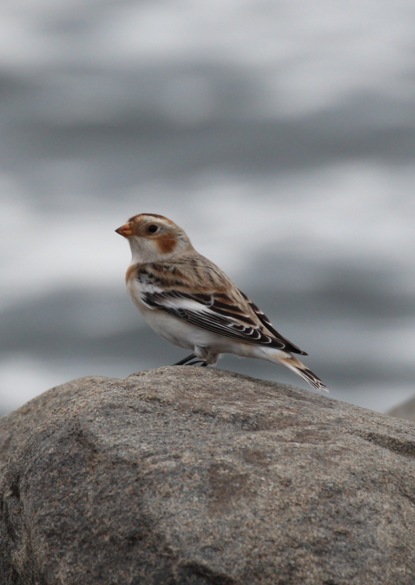 Snow Bunting - ML625857617