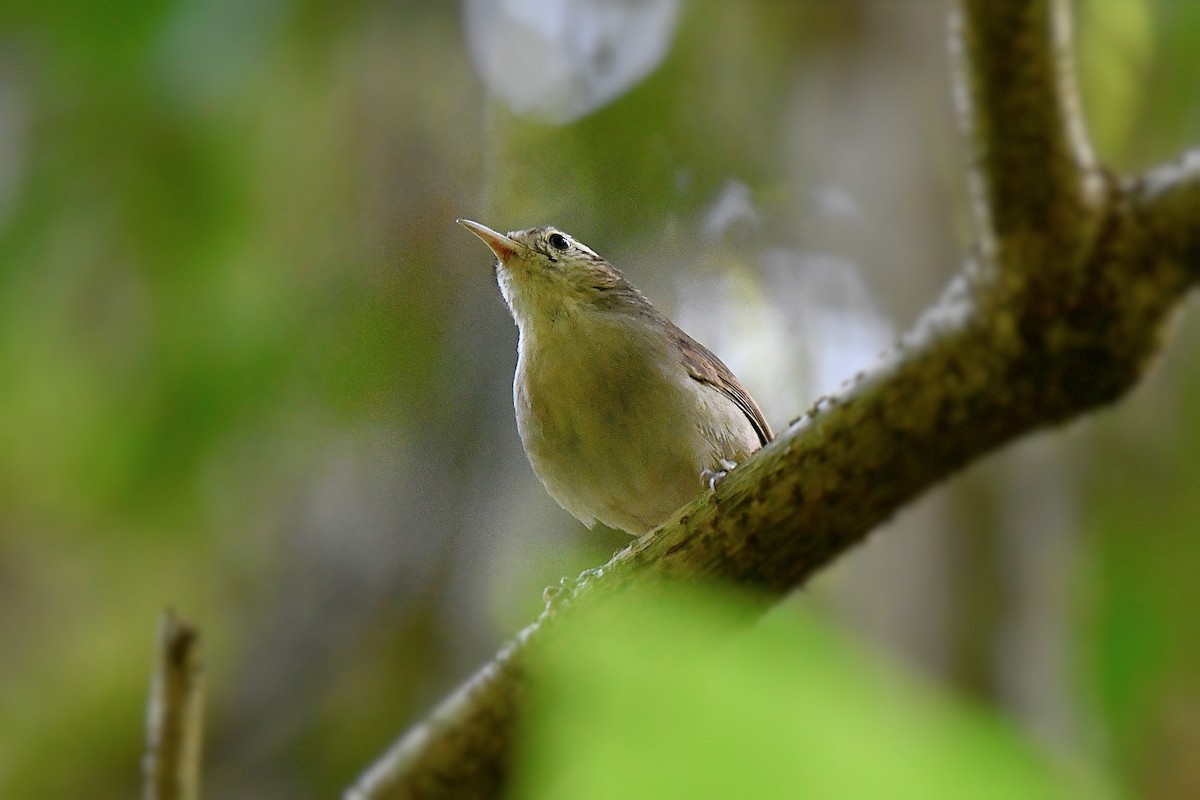 White-bellied Wren - ML625857618