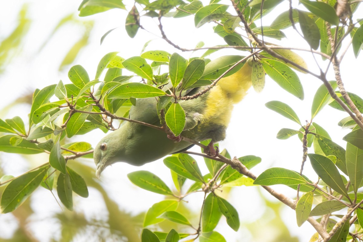 Yellow-bibbed Fruit-Dove - ML625857844