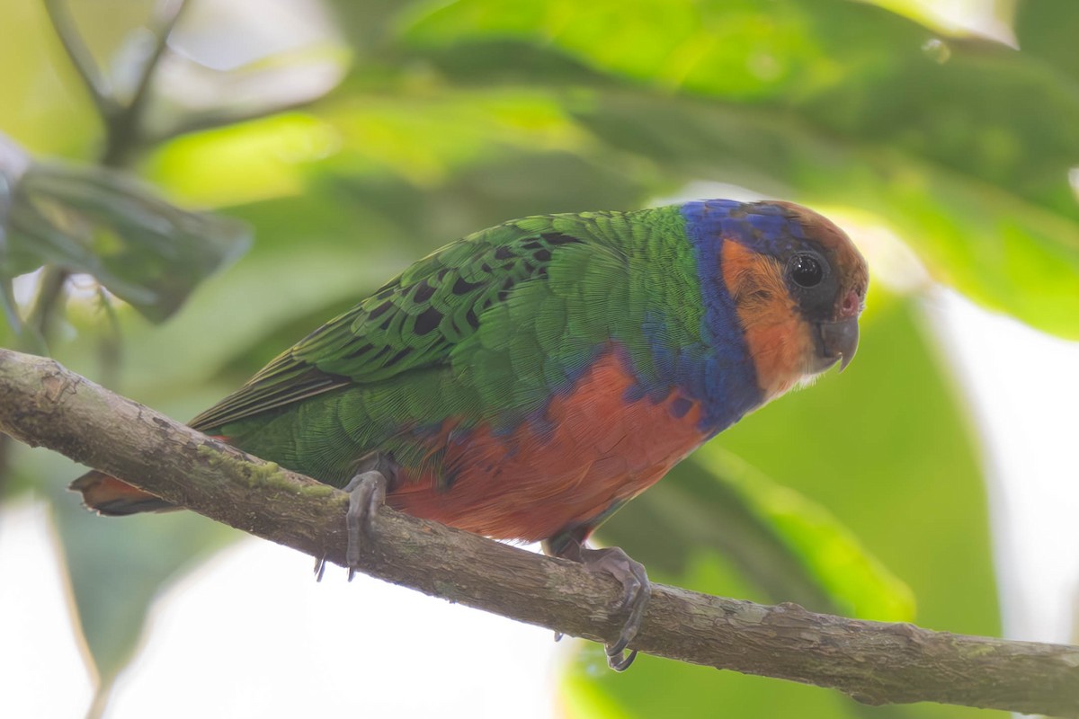 Red-breasted Pygmy-Parrot - ML625858018