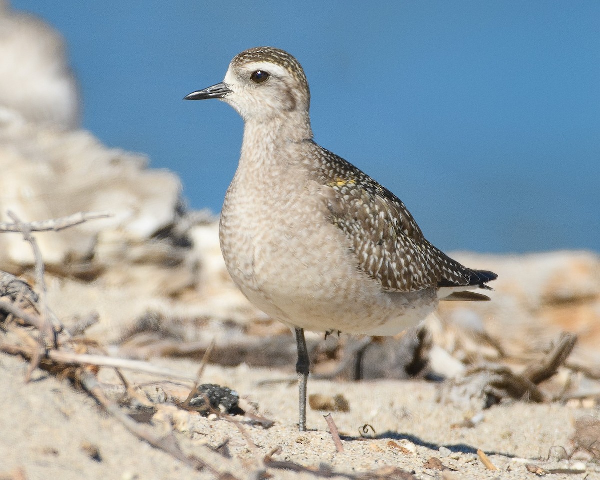 American Golden-Plover - ML625858150