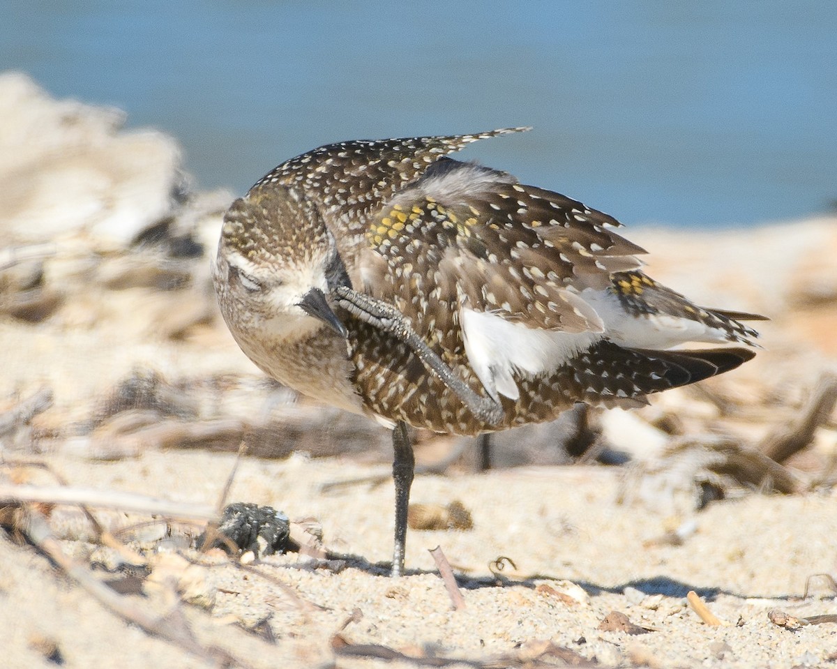 American Golden-Plover - ML625858168