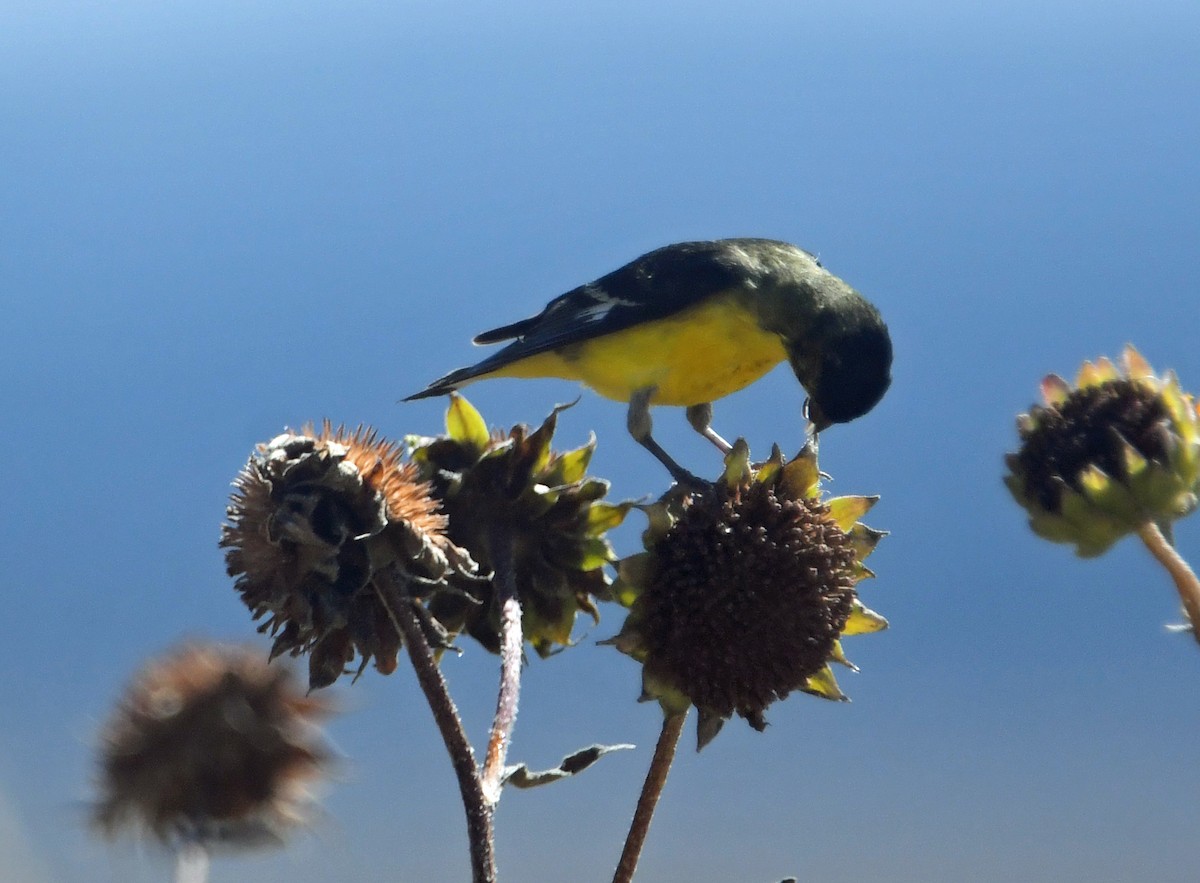Lesser Goldfinch - ML625858525