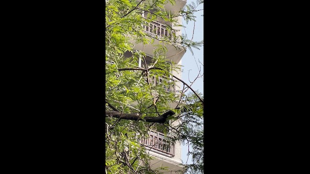 Pied Cuckoo - ML625858751