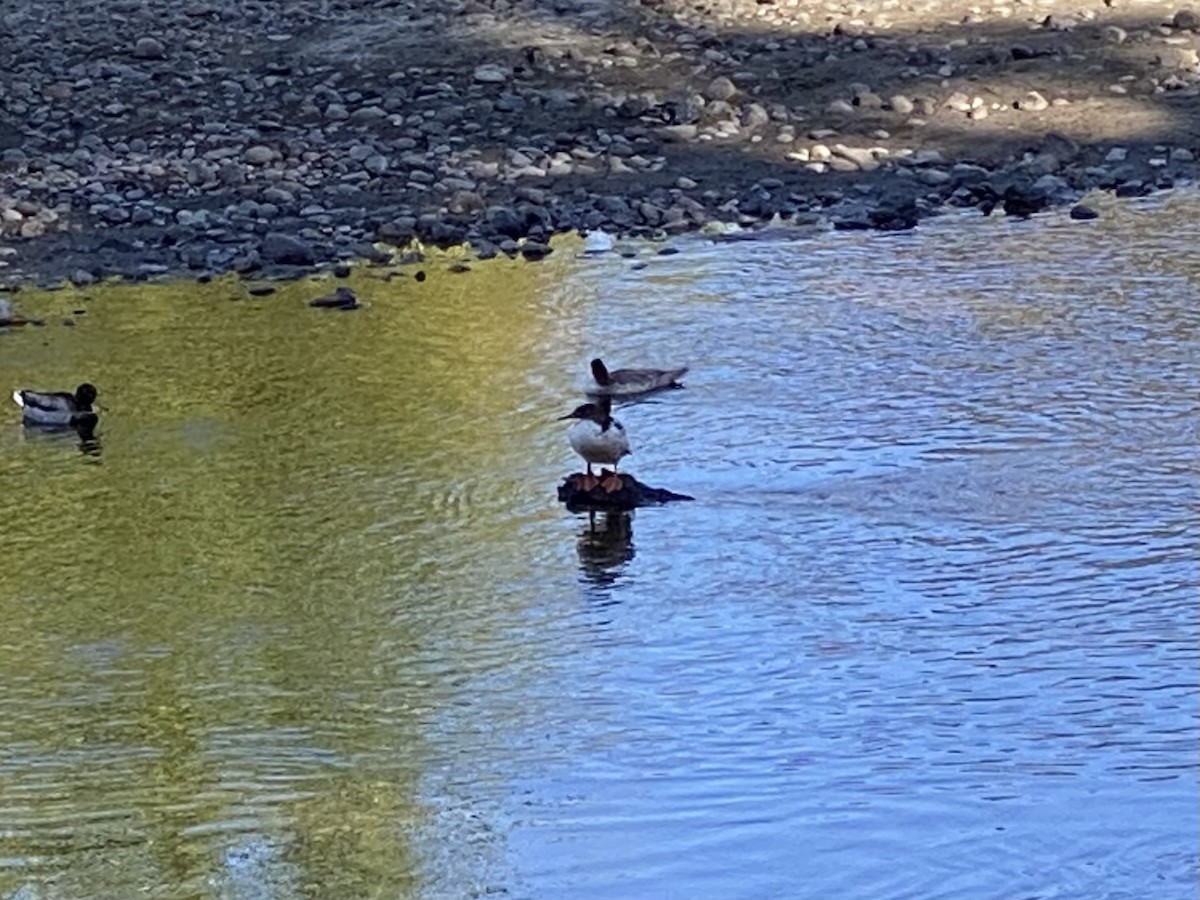 Common Merganser - ML625858807