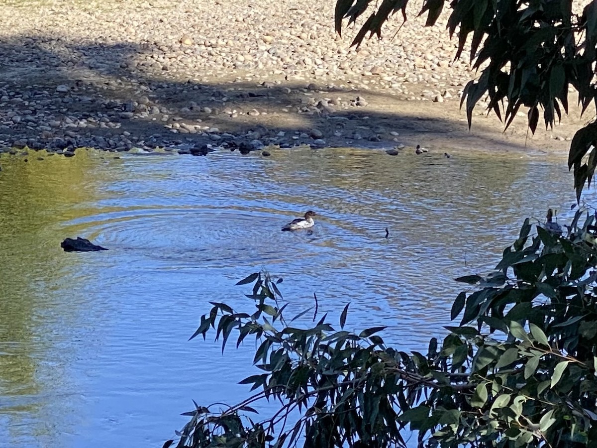 Common Merganser - ML625858808