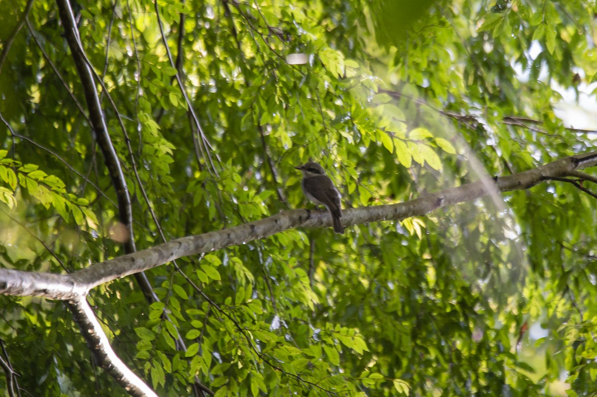 Large Woodshrike - ML625858881