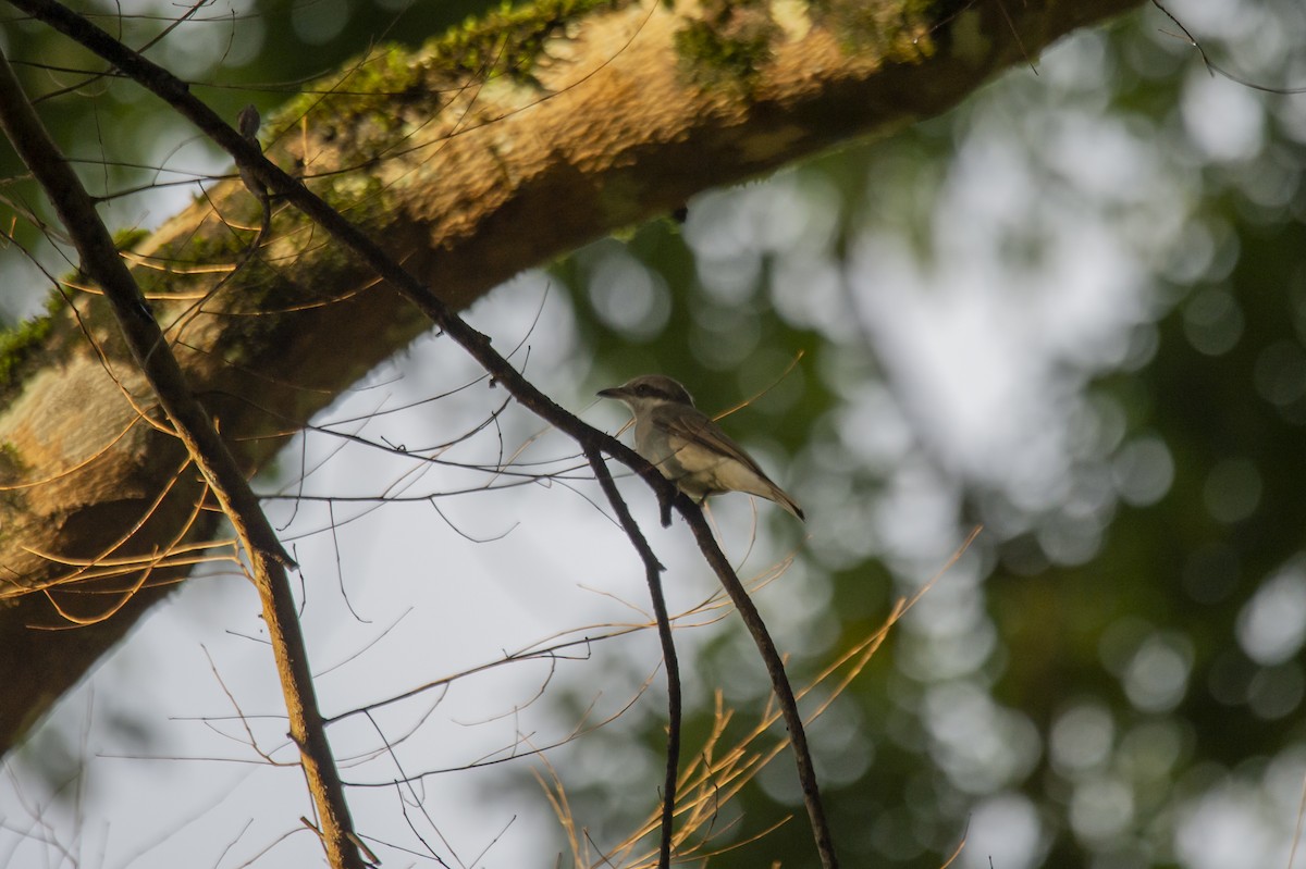 Large Woodshrike - ML625858883