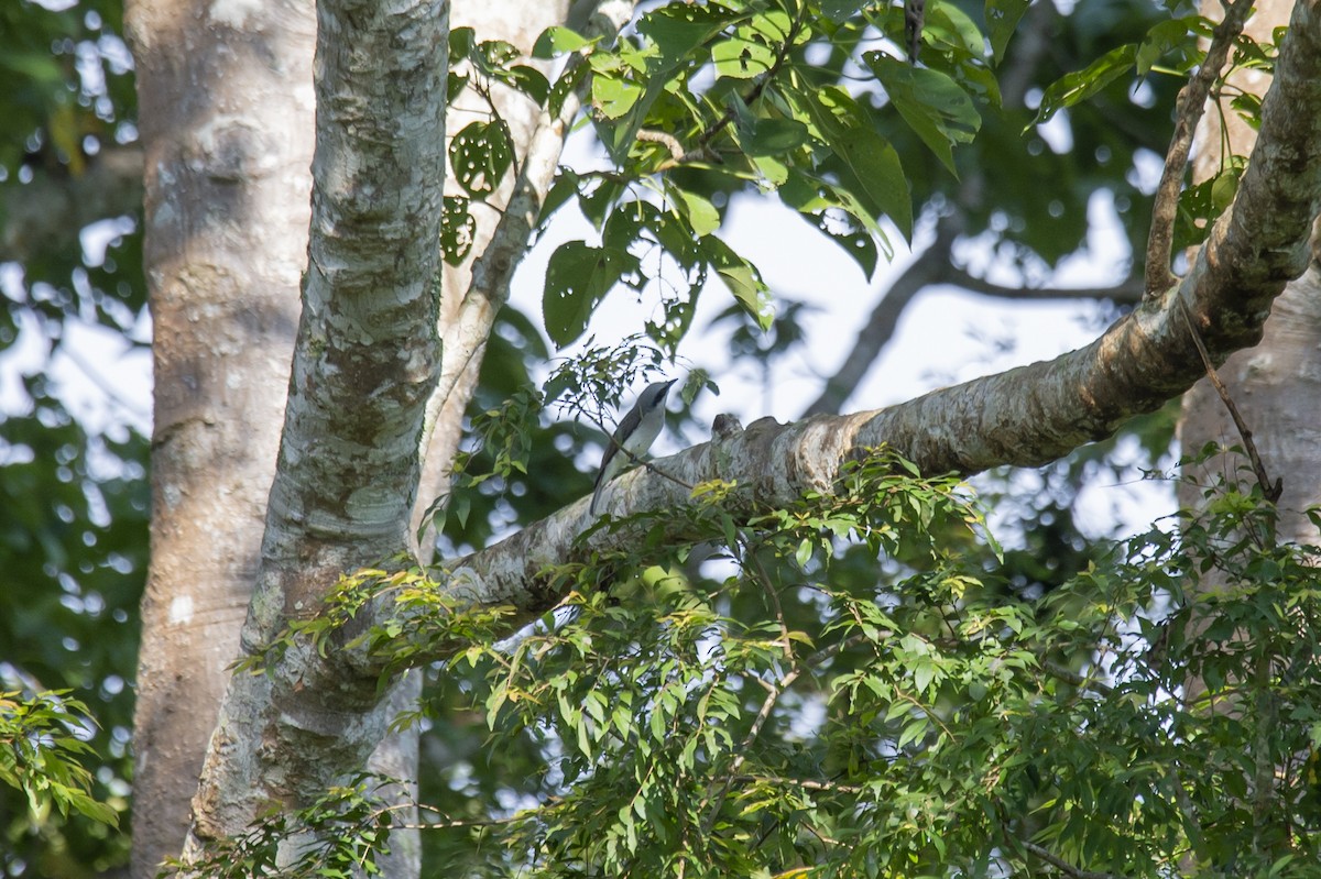 Large Woodshrike - ML625858921