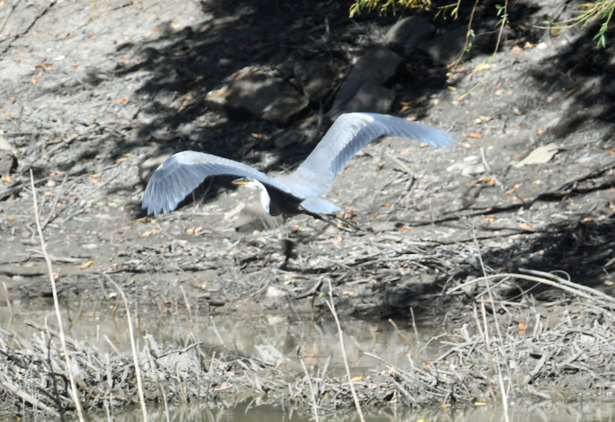 Great Blue Heron - ML625858956