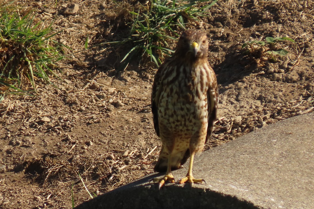 Red-shouldered Hawk (elegans) - ML625859149