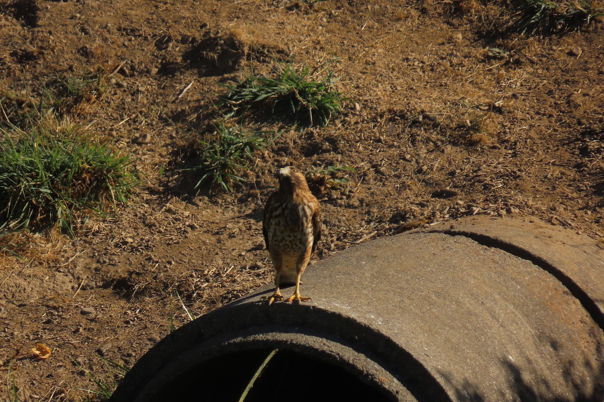 Red-shouldered Hawk (elegans) - ML625859170