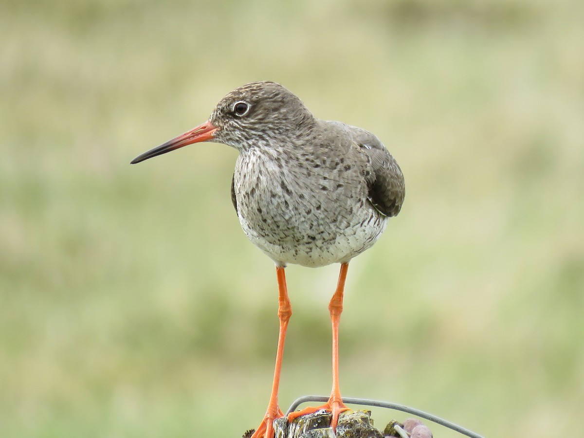 Common Redshank - Kai Frueh