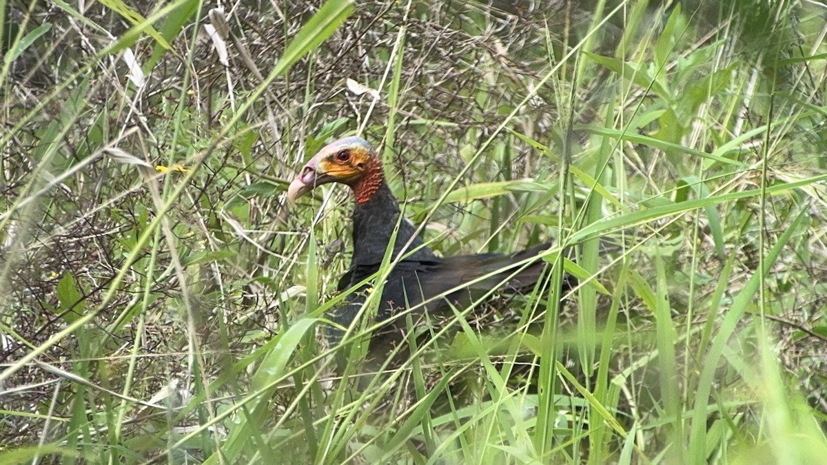 Lesser Yellow-headed Vulture - ML625859216