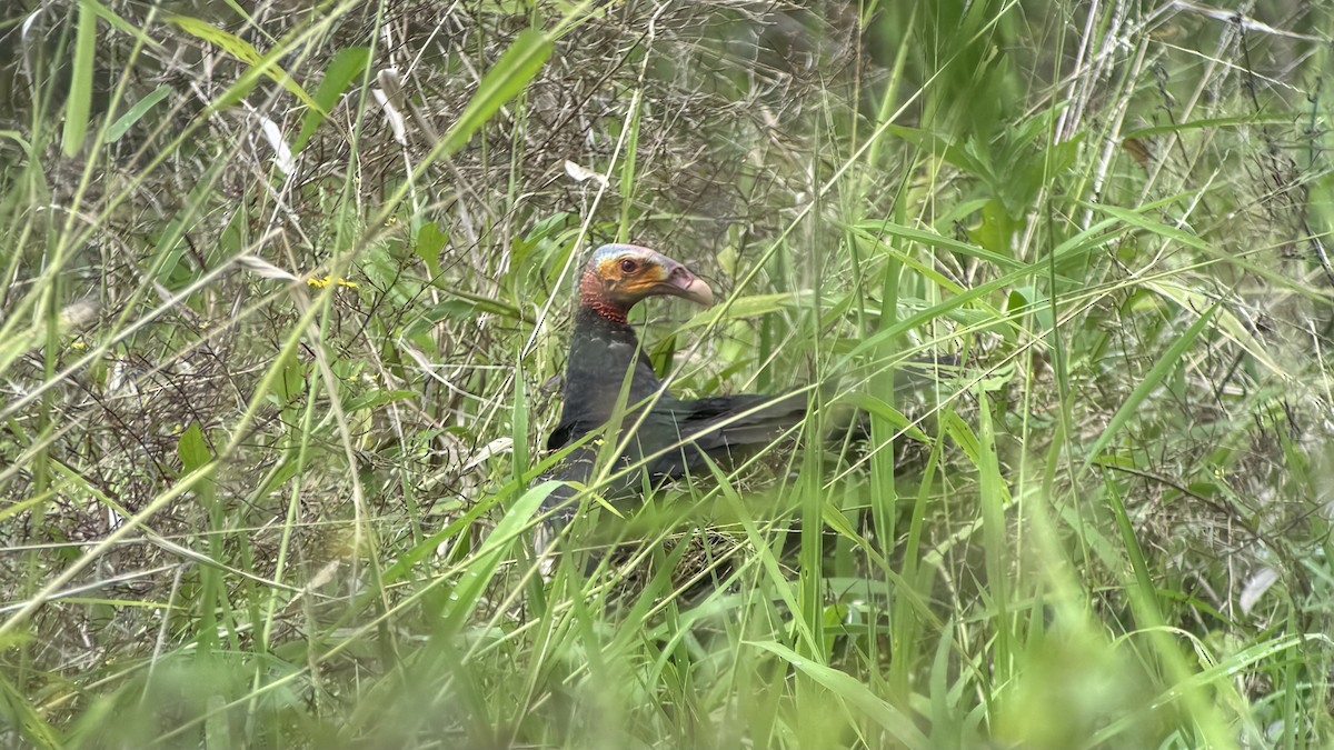 Lesser Yellow-headed Vulture - ML625859217