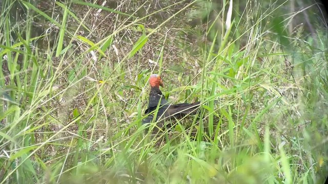 Lesser Yellow-headed Vulture - ML625859218