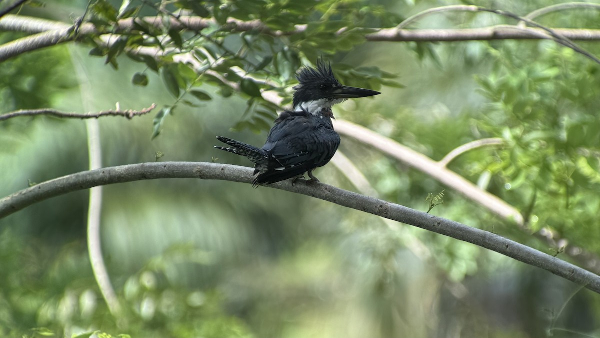 Ringed Kingfisher - ML625859247