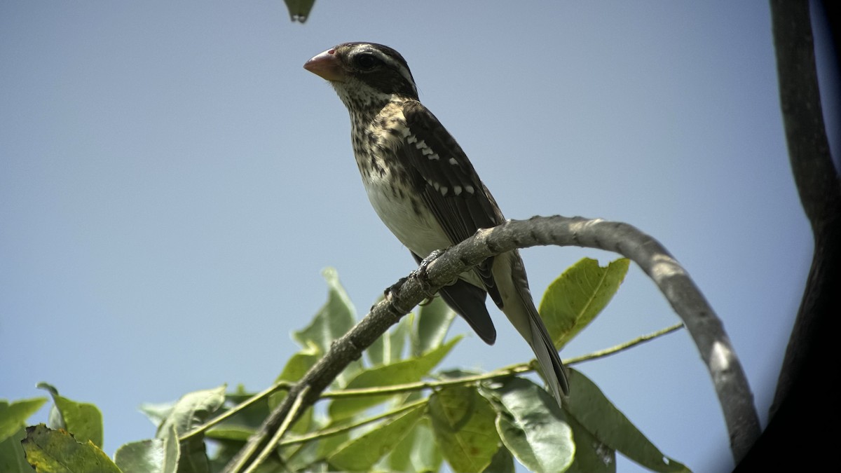 Rose-breasted Grosbeak - ML625859273