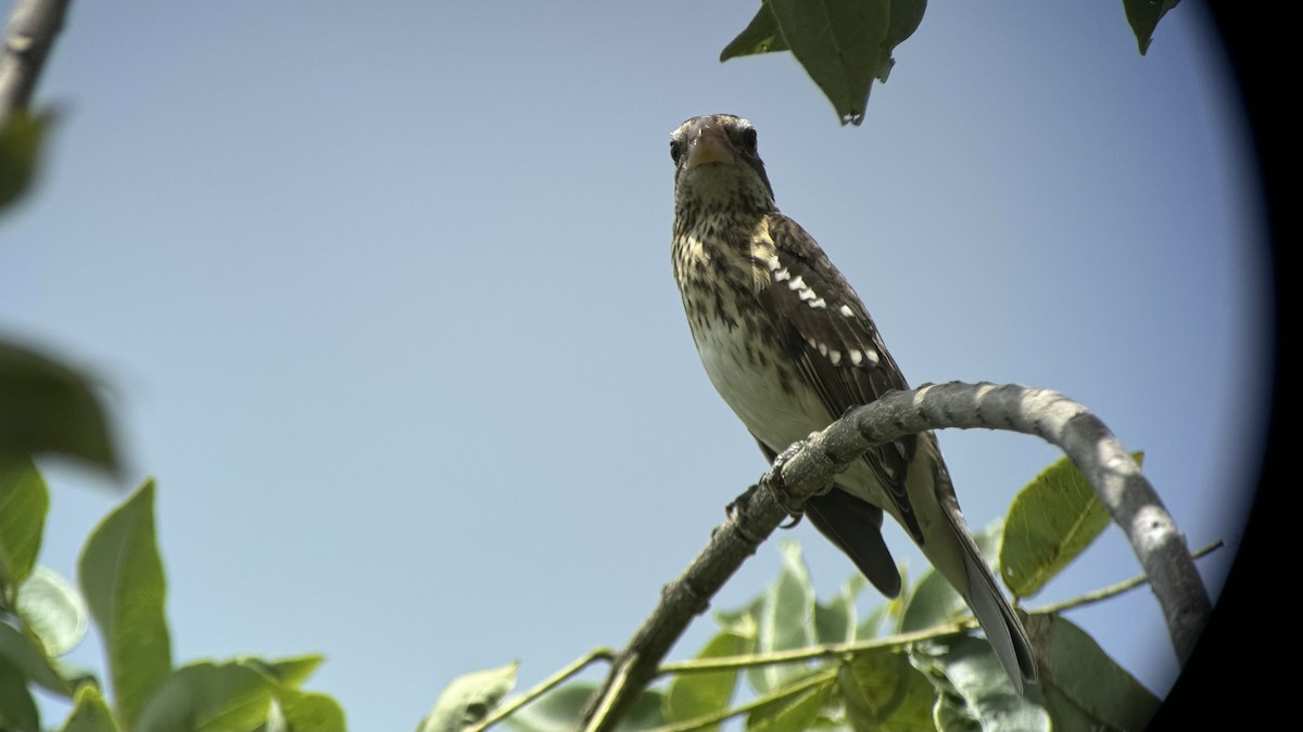 Rose-breasted Grosbeak - ML625859274