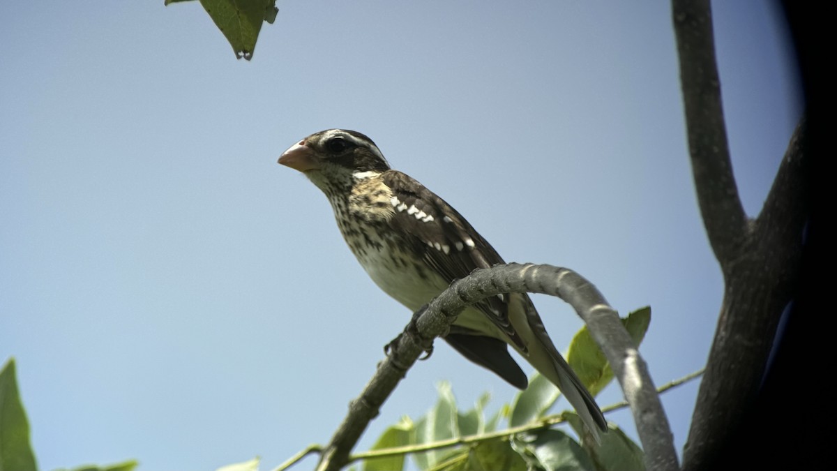 Rose-breasted Grosbeak - ML625859275