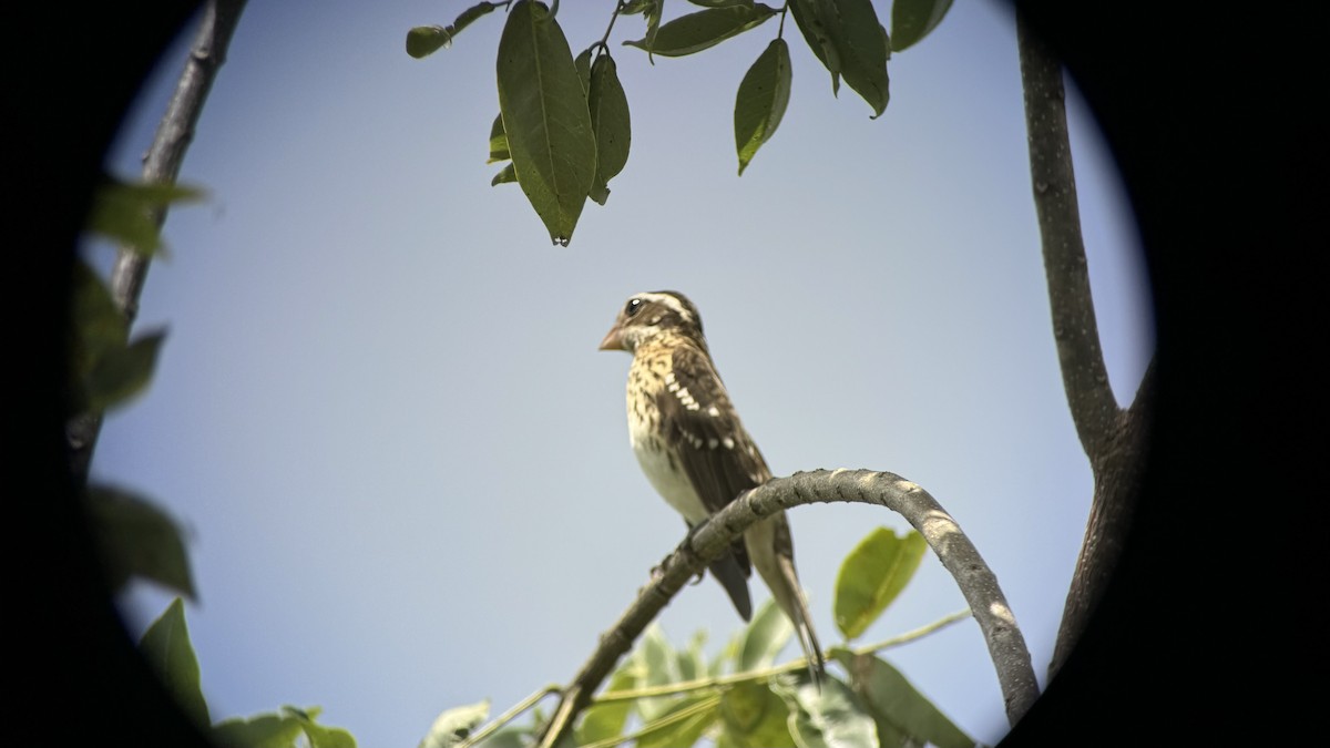 Rose-breasted Grosbeak - ML625859276