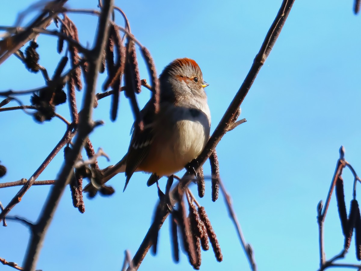 American Tree Sparrow - ML625859295