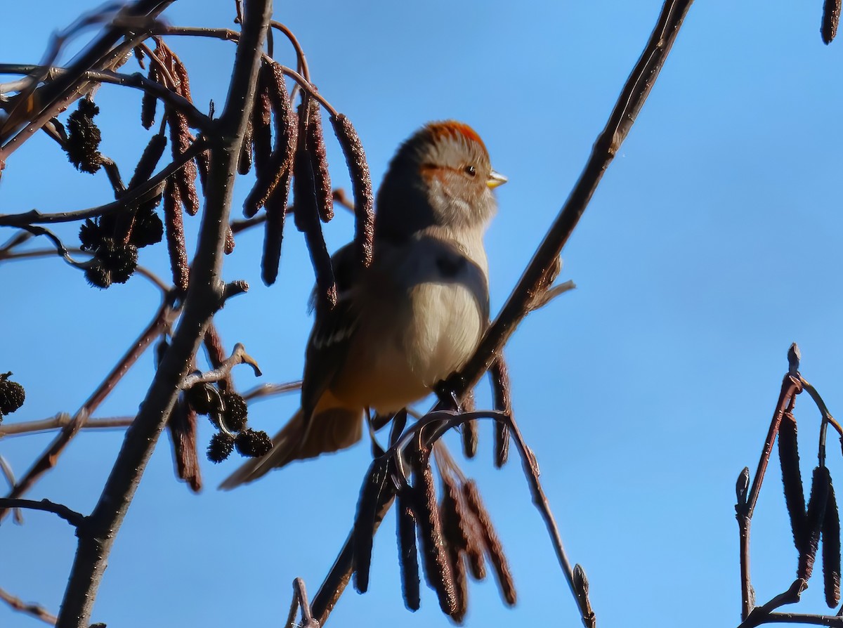 American Tree Sparrow - ML625859296