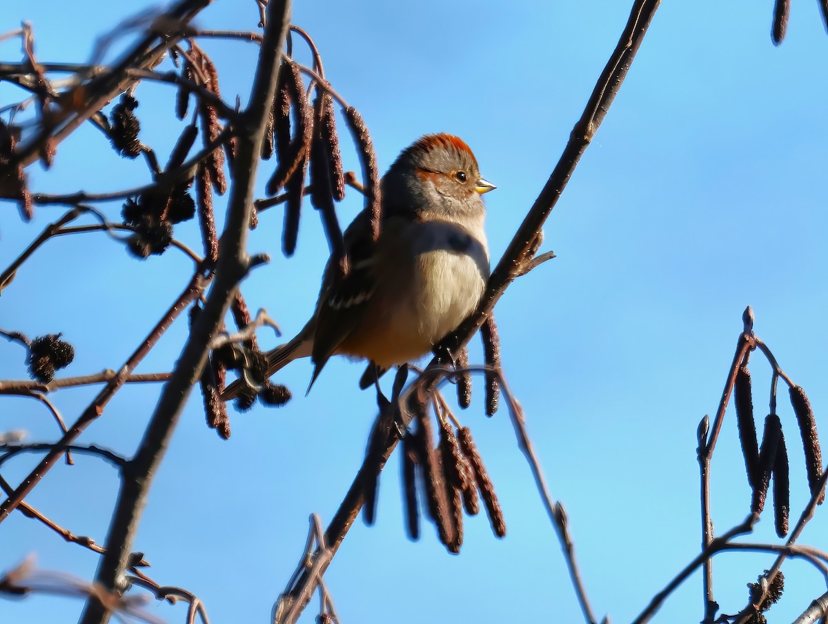 American Tree Sparrow - ML625859297