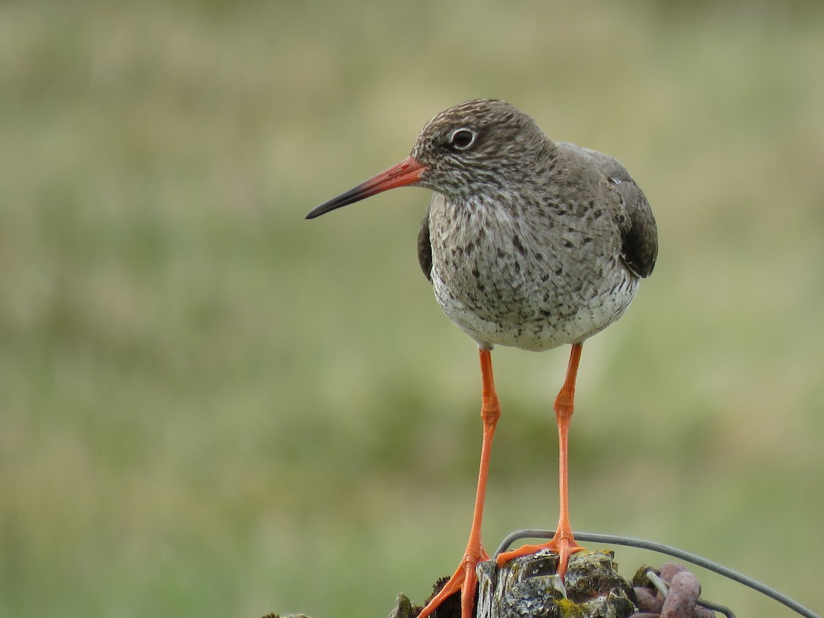 Common Redshank - Kai Frueh