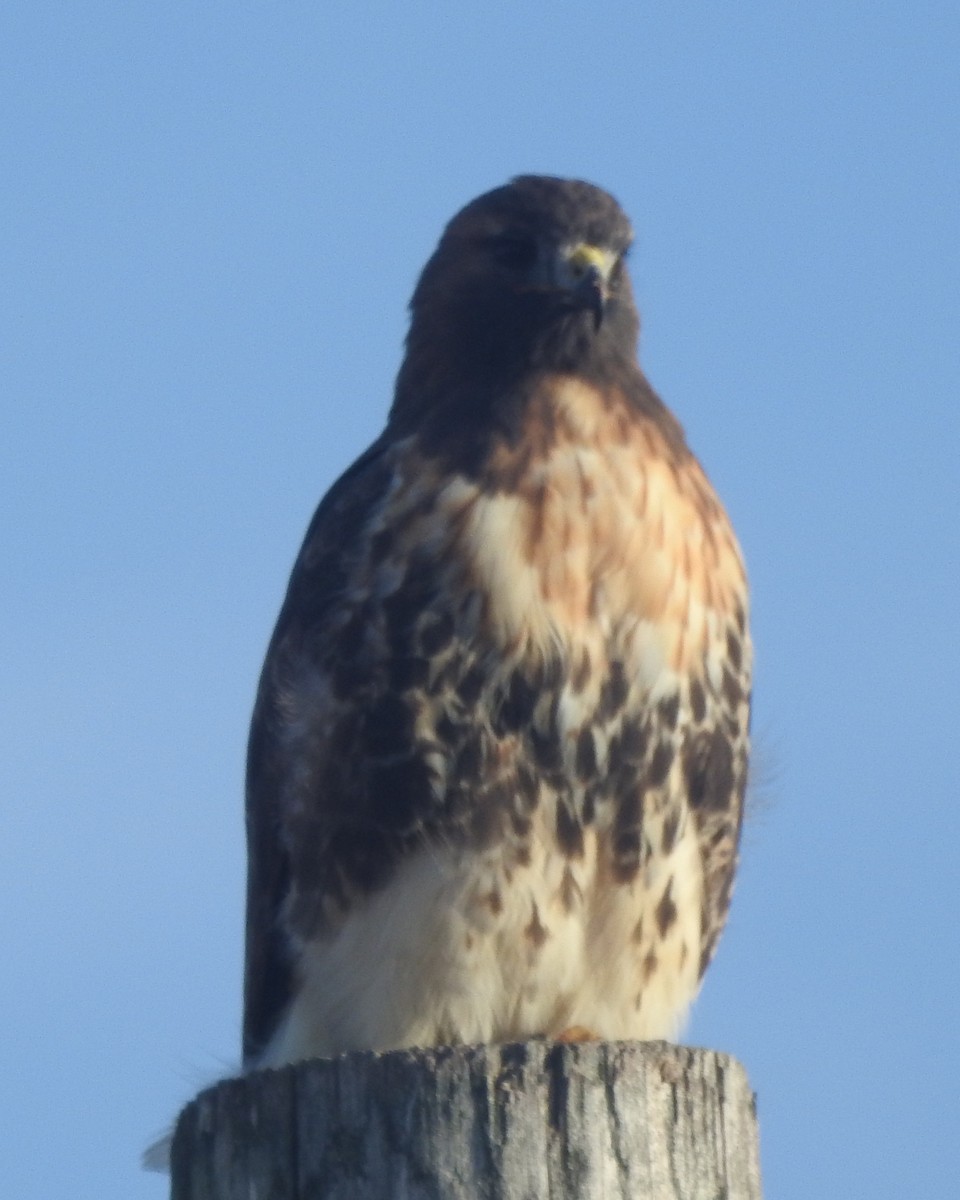 Red-tailed Hawk - ML625859416