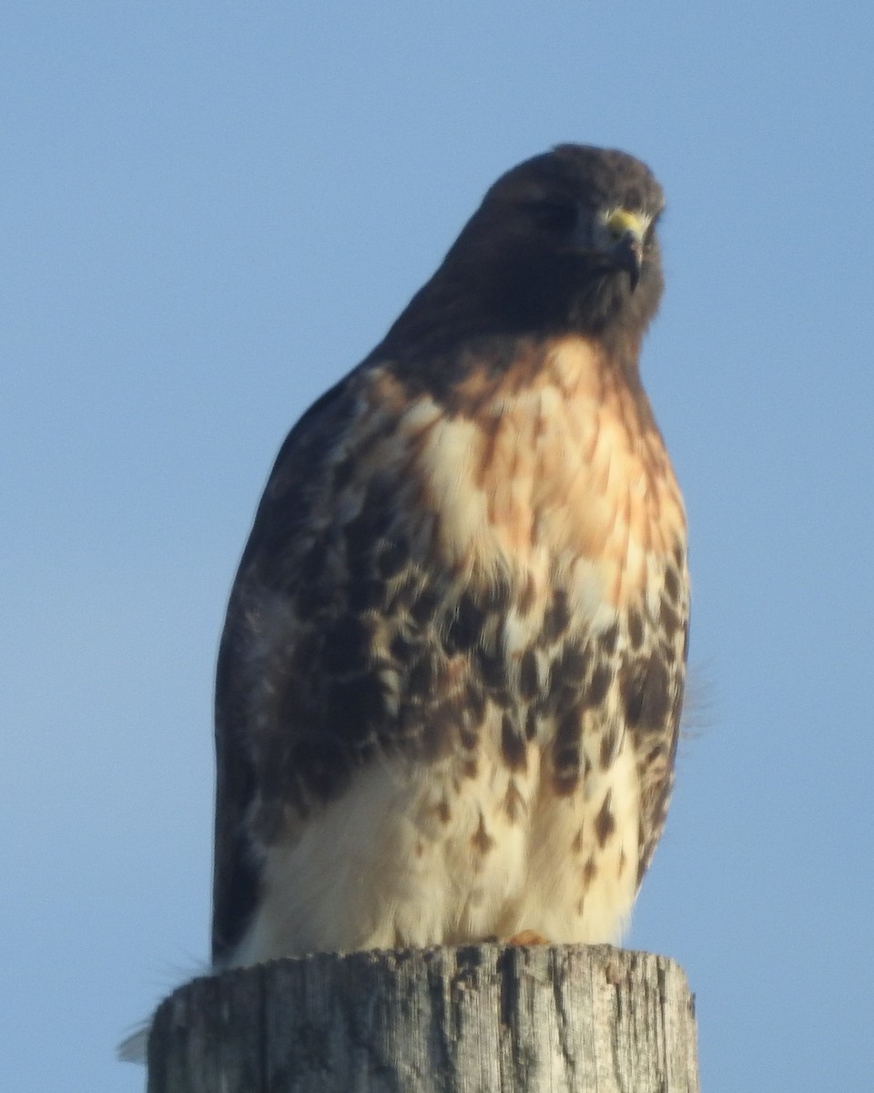 Red-tailed Hawk - ML625859417