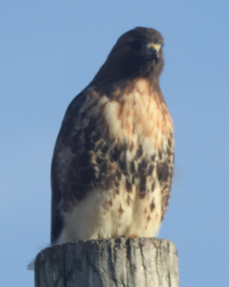 Red-tailed Hawk - ML625859418