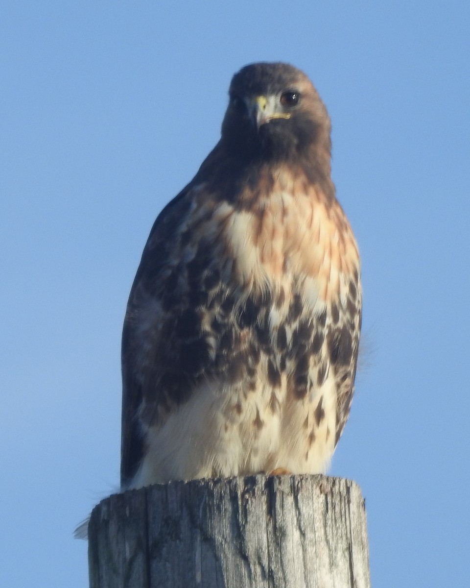 Red-tailed Hawk - ML625859419