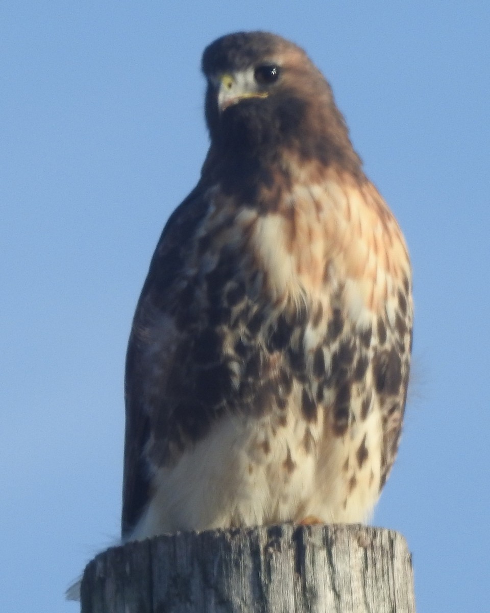 Red-tailed Hawk - ML625859420