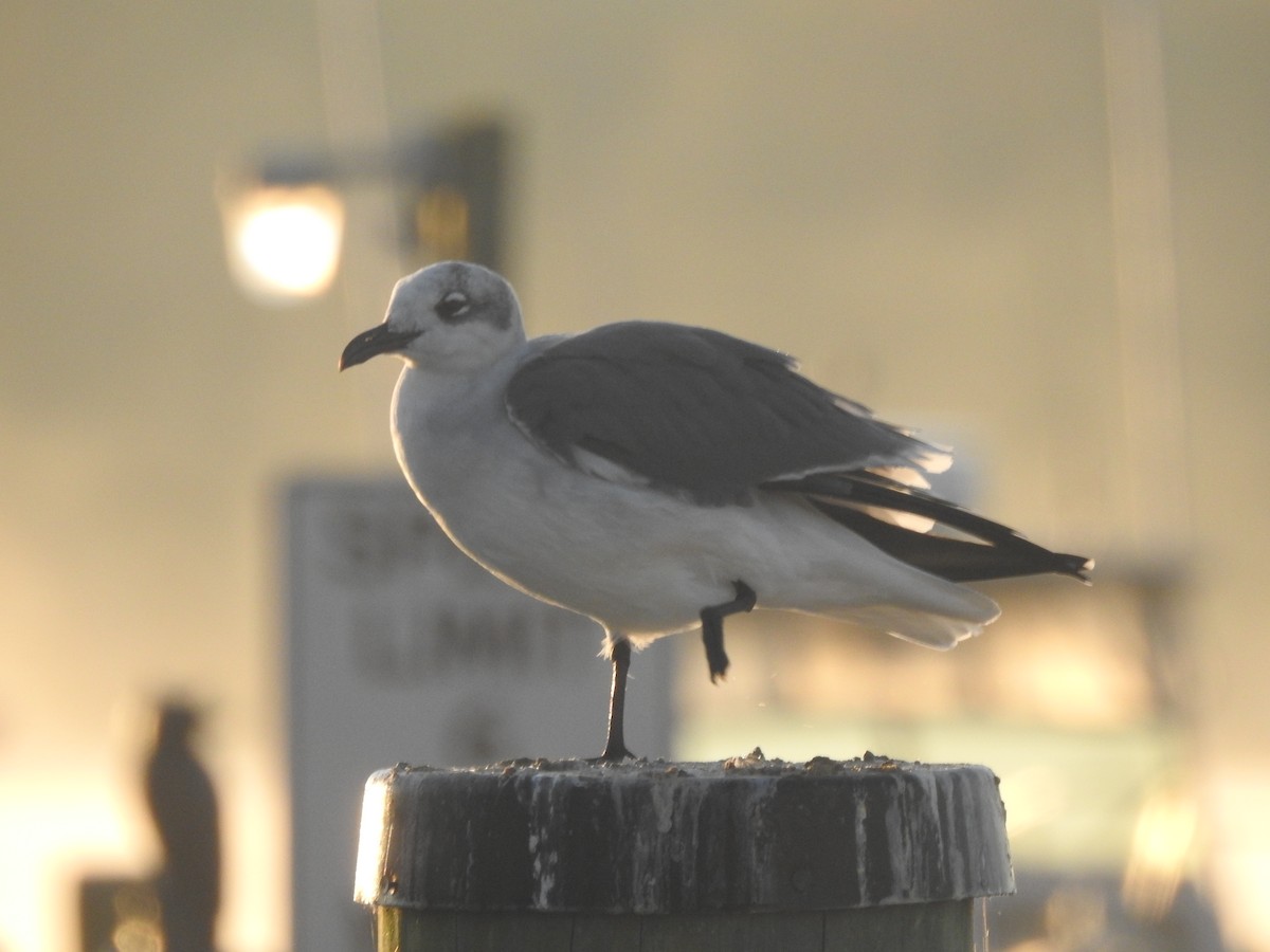 Laughing Gull - ML625859493