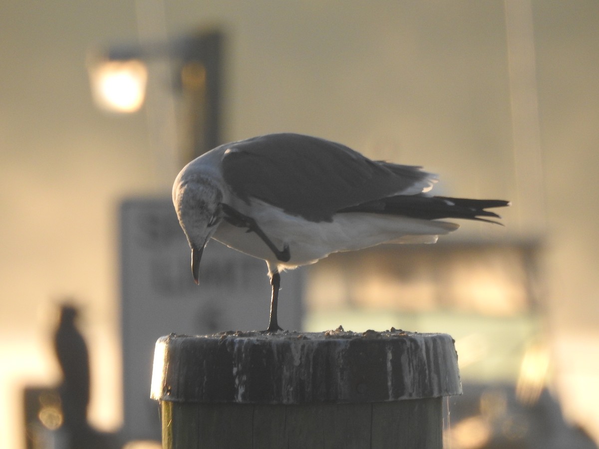 Laughing Gull - ML625859495