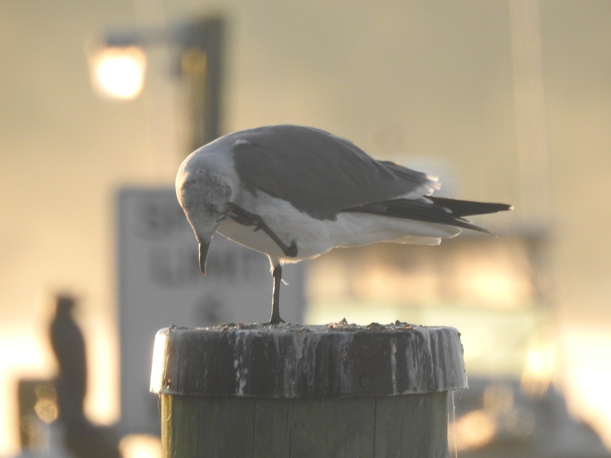 Laughing Gull - ML625859496