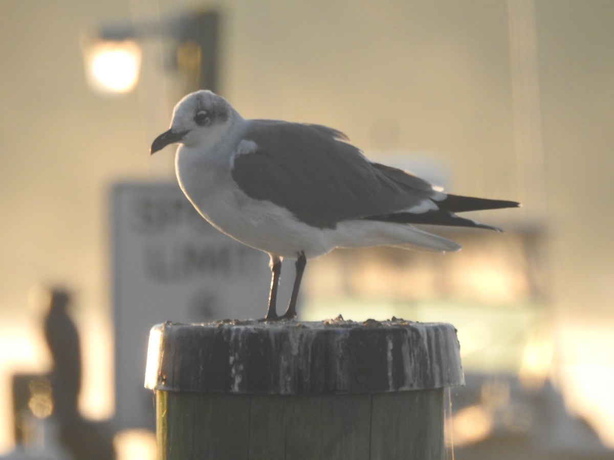 Laughing Gull - ML625859497